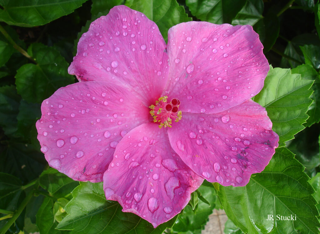Flowers, trees and plants from around the world