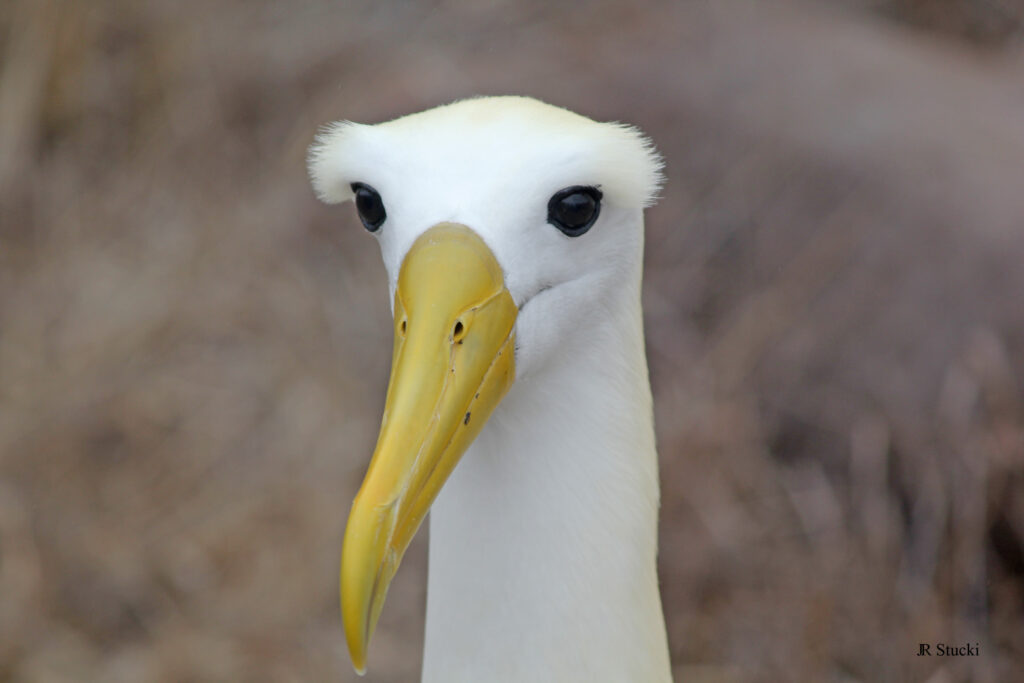 Animals, critters, etc., from around the world