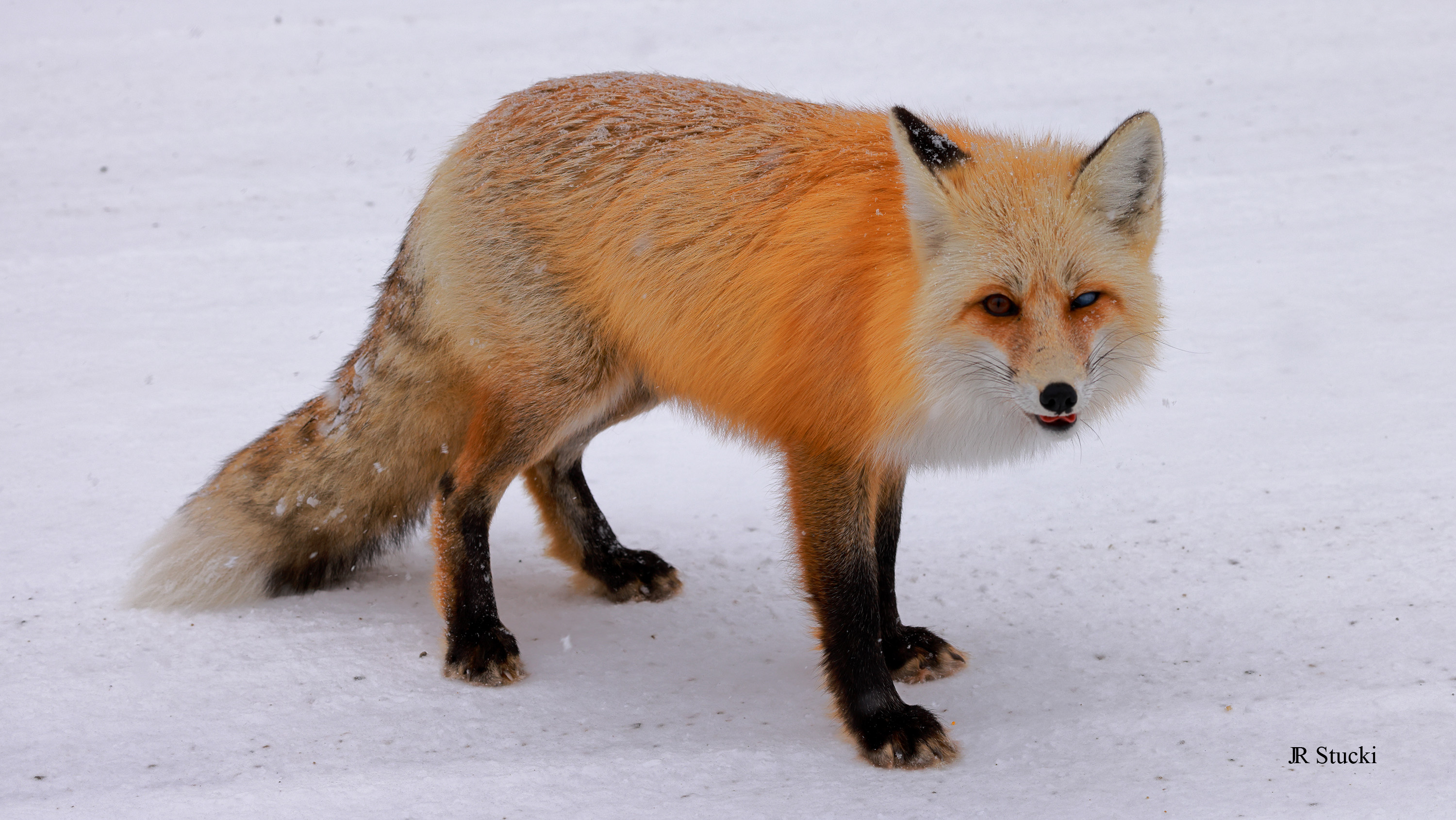 Fox
