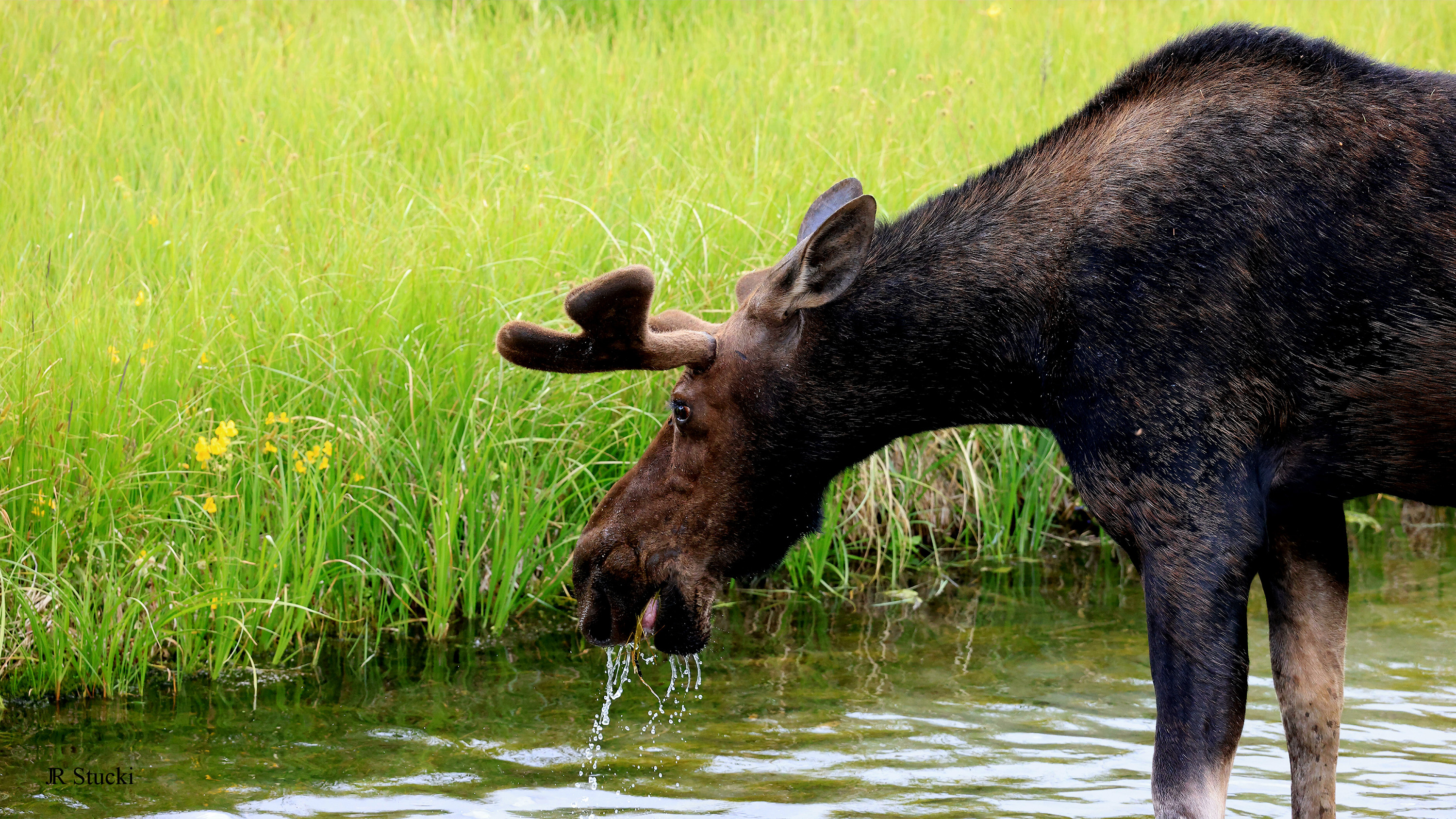 Moose