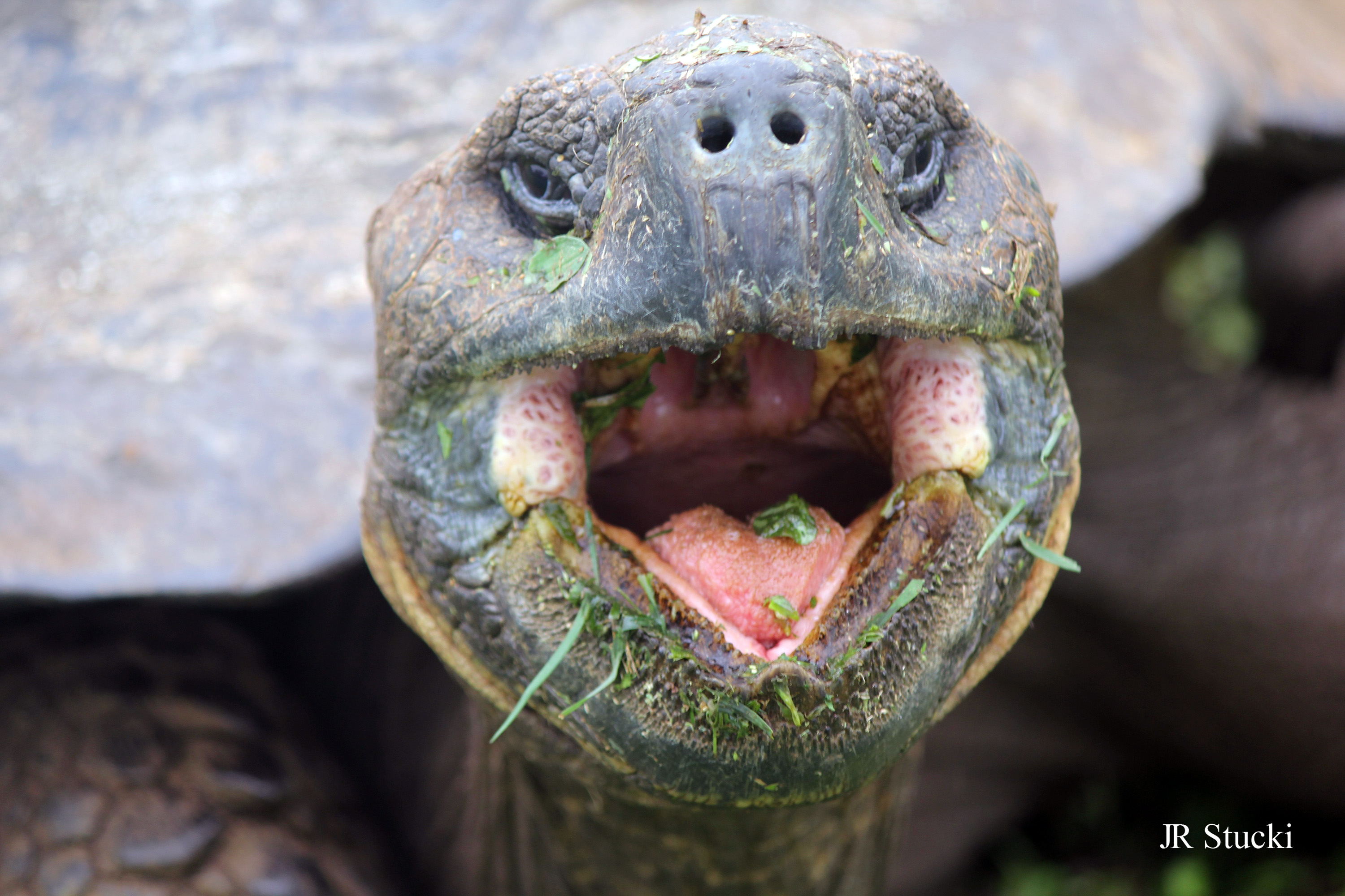 Tortoise